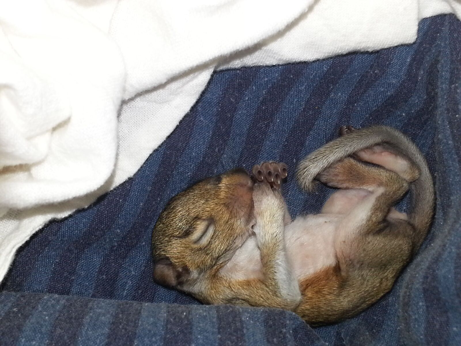 Samsung Galaxy S3 sample photo. Baby squirrel, newborn squirrel photography