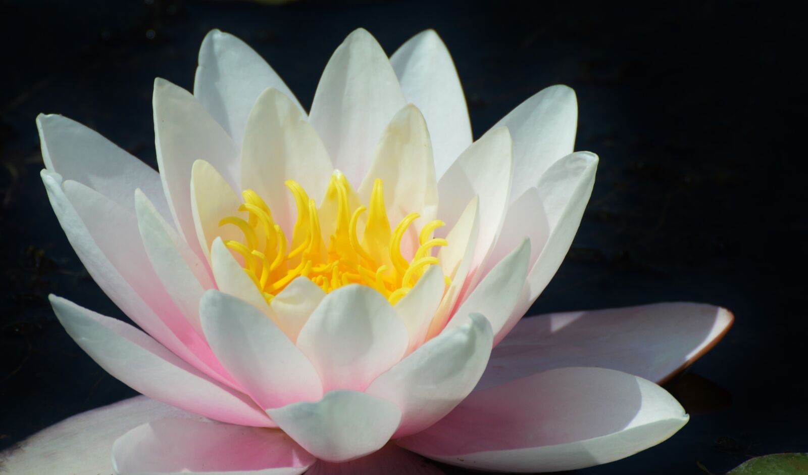 Nikon D3200 sample photo. Water lily, rose, flower photography