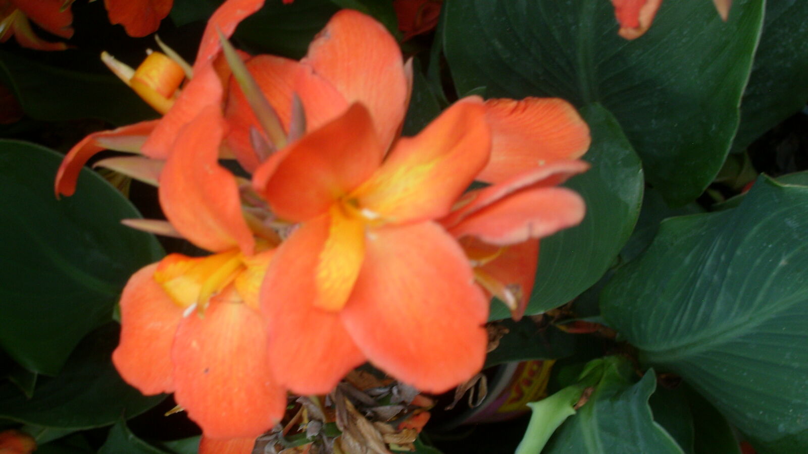 Samsung KENOX S730  / Samsung S730 sample photo. Orange, orange, flower photography