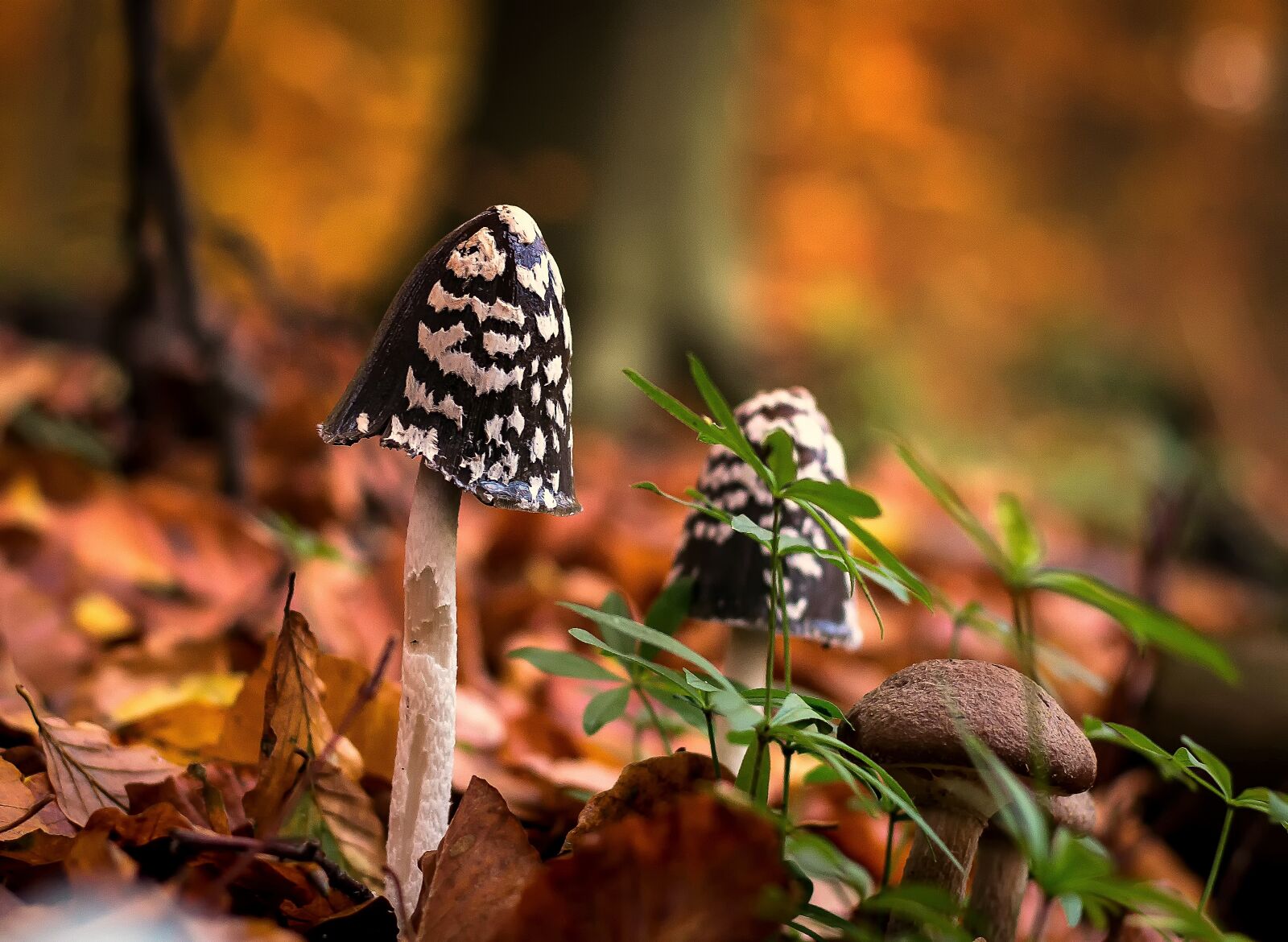Canon EOS 1200D (EOS Rebel T5 / EOS Kiss X70 / EOS Hi) + Canon EF 50mm F1.8 STM sample photo. Mushrooms, forest, moist photography
