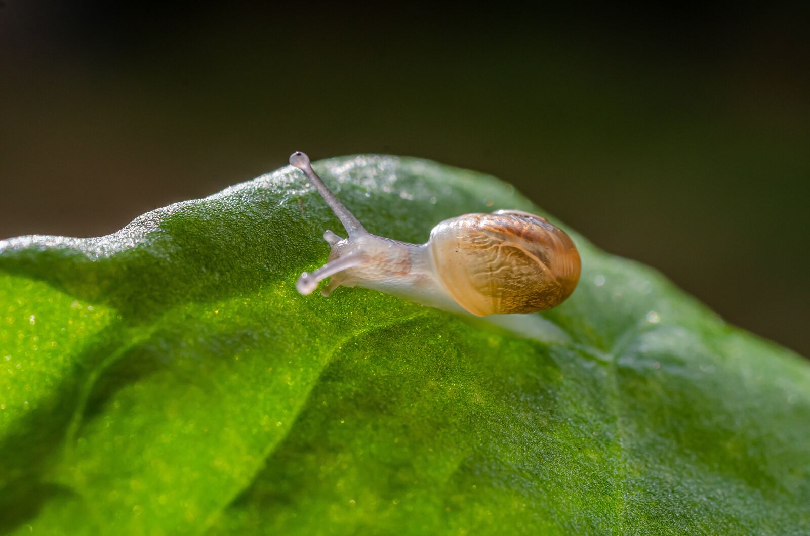 Nikon D7000 sample photo. Snail, gastropod, petit photography