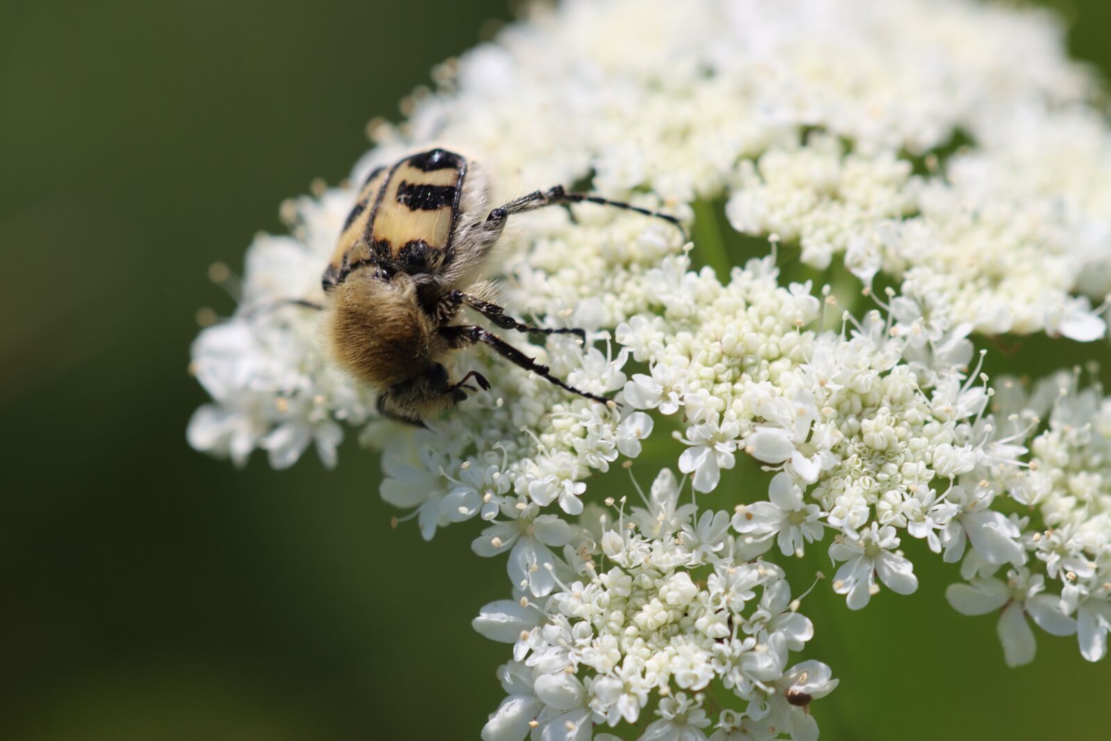 Canon EOS 90D sample photo. Beetle, rear, front photography