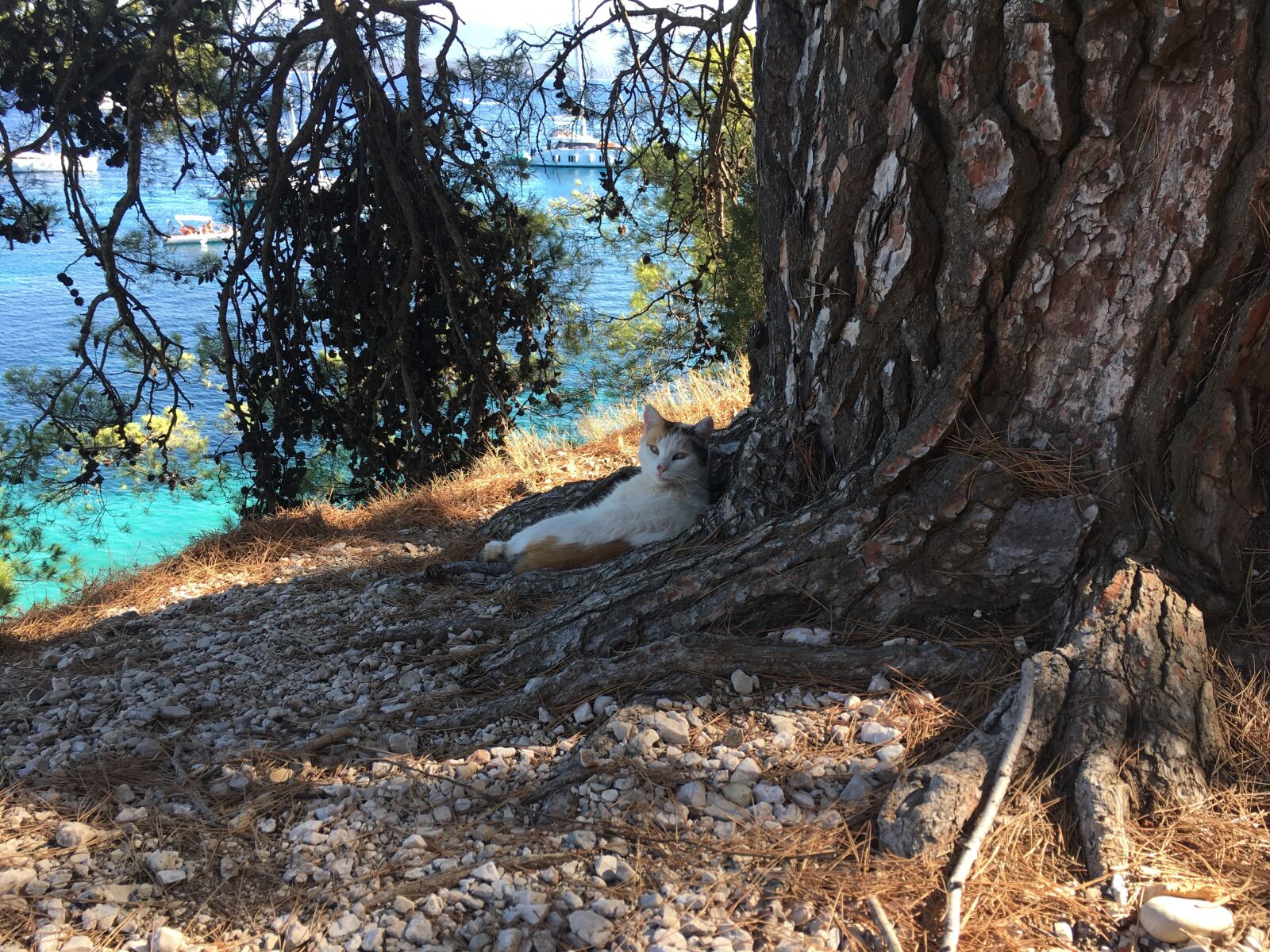 iPhone 6s back camera 4.15mm f/2.2 sample photo. Kitten, cat, summer photography