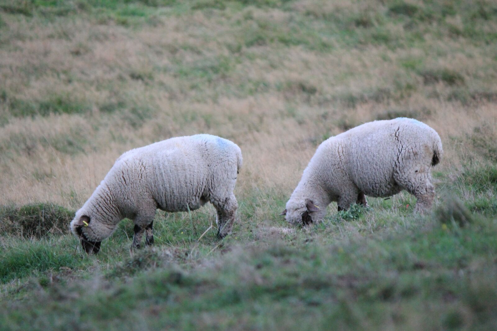 Canon EOS 1100D (EOS Rebel T3 / EOS Kiss X50) + Canon EF-S 55-250mm F4-5.6 IS II sample photo. Sheep, animals, livestock photography