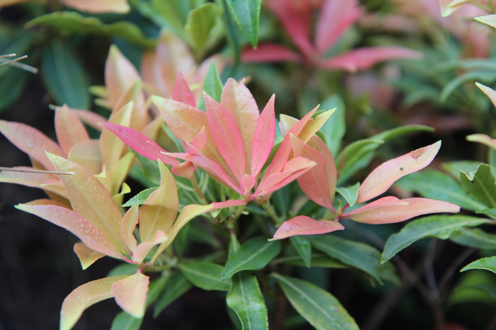 Canon EOS 600D (Rebel EOS T3i / EOS Kiss X5) sample photo. Piéris, shrub, spring photography