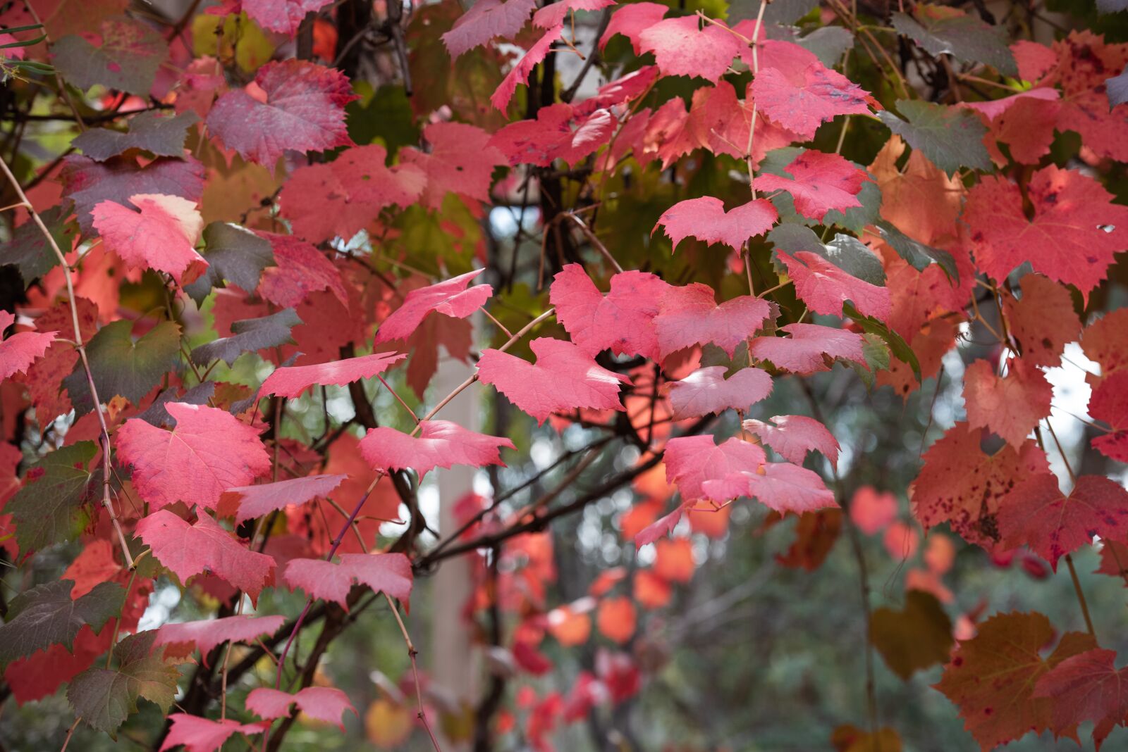 Nikon D750 sample photo. Grape vine, vine, leaf photography