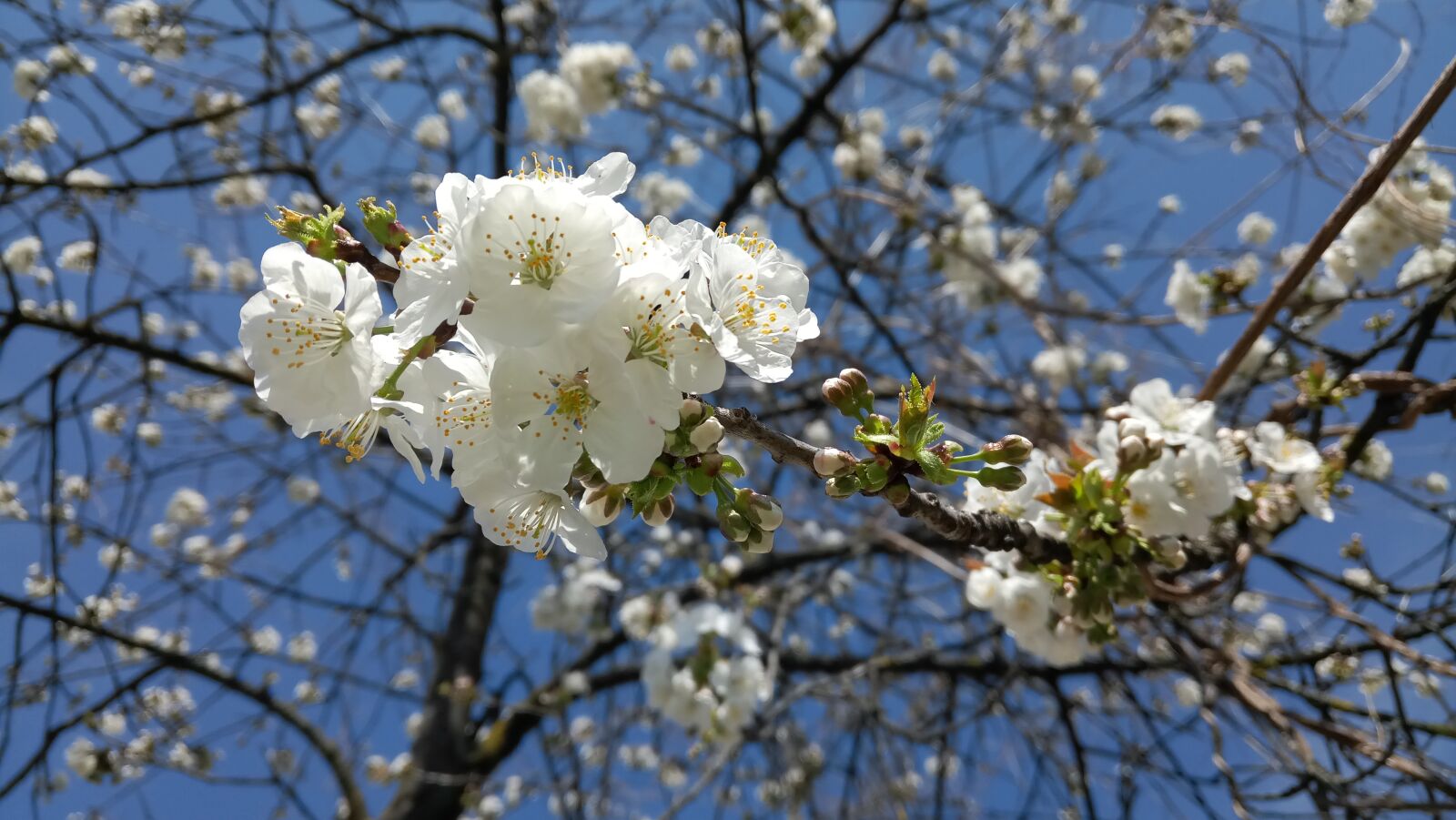 SHIFT 6M sample photo. Spring, flowers, tree photography