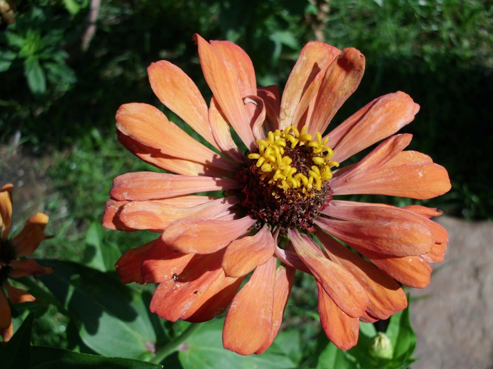 CASIO EX-Z16 sample photo. Flower, nature, macro photography