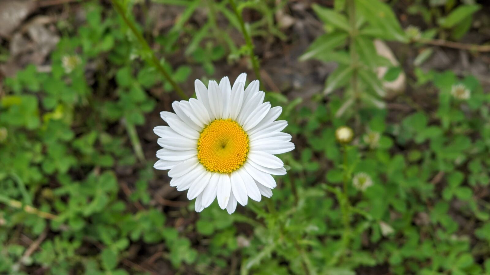 Google Pixel 4 sample photo. Nature, flower, bloom photography