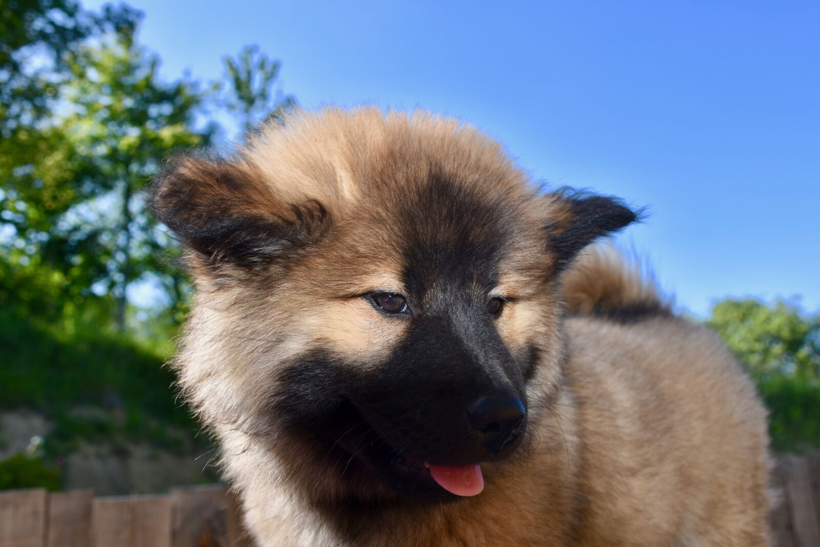 Nikon D5600 sample photo. Dog, pup, puppy photography