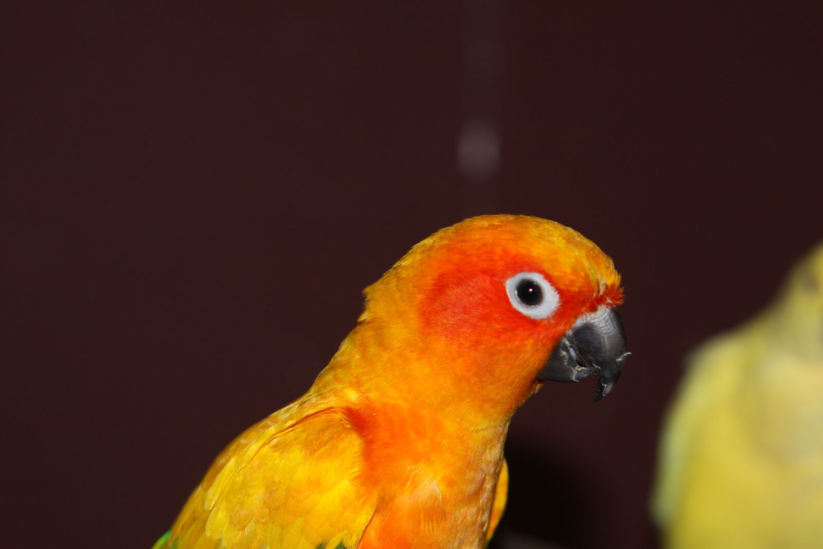 Canon EOS 50D sample photo. Parrot, travel, vacation photography