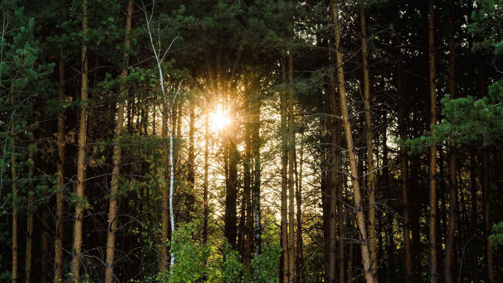 Nikon D5100 sample photo. Forest, tree, nature photography