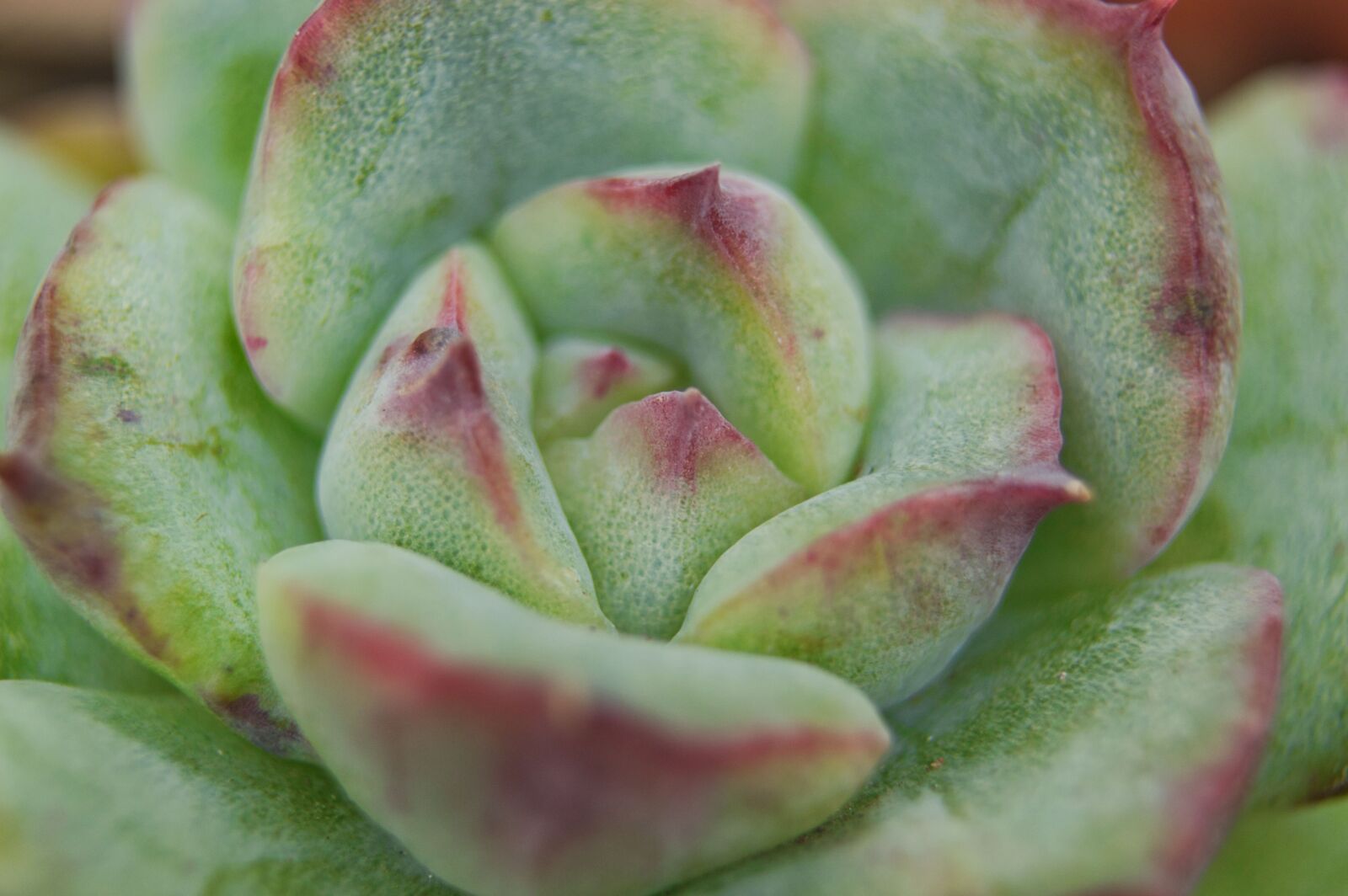 Nikon D3200 sample photo. Costa rica, succulent, garden photography