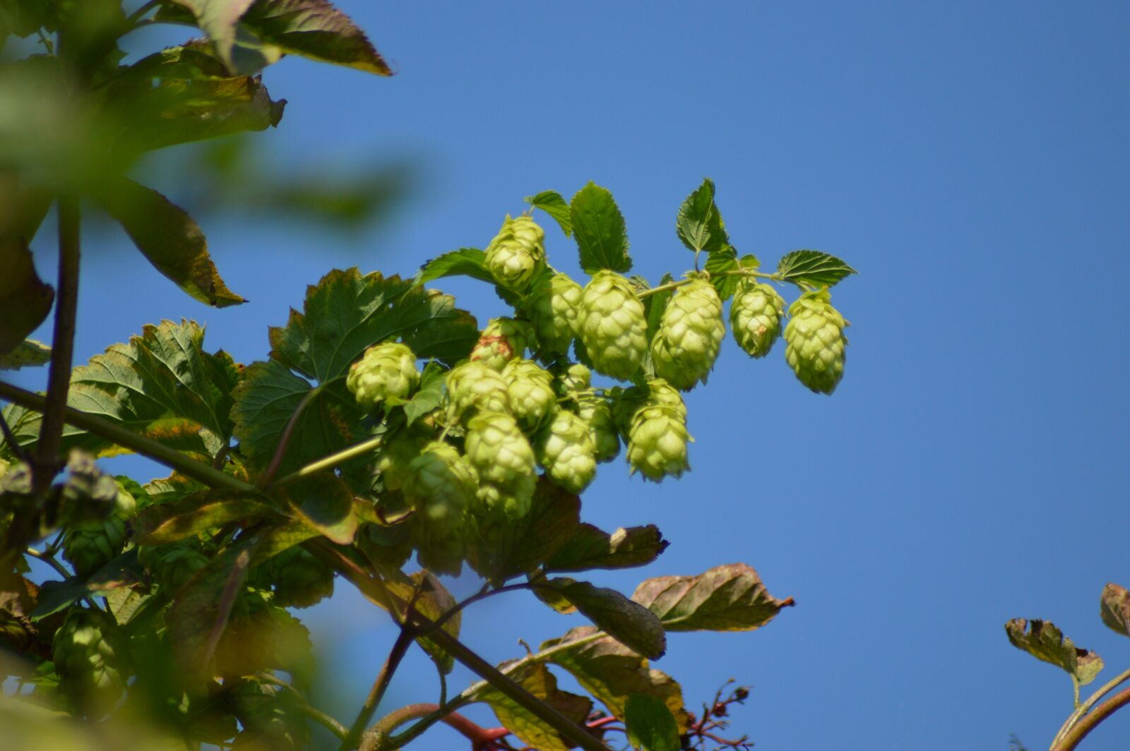 Nikon D3200 sample photo. Hops, nature, plant photography