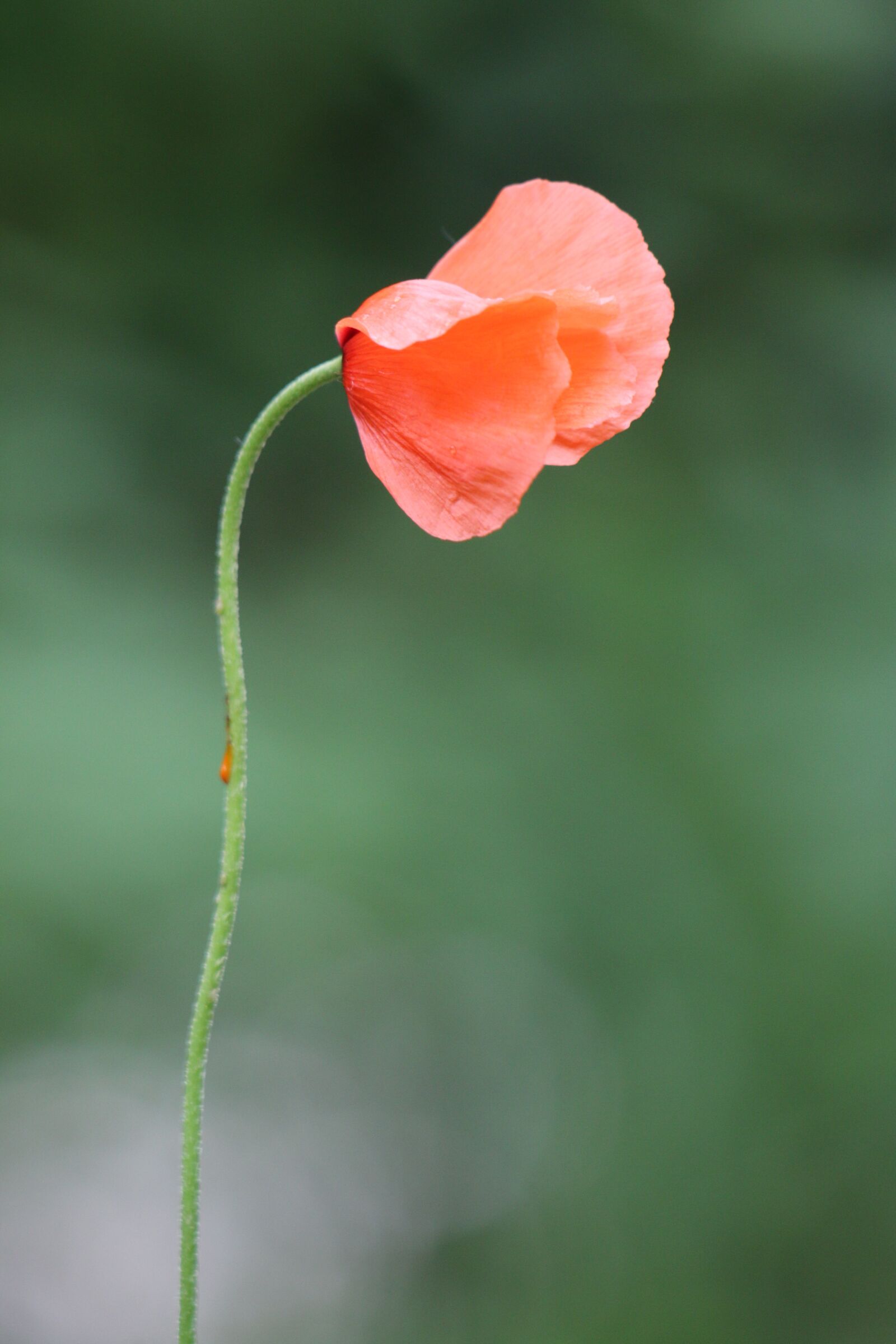 Canon EF 70-300 F4-5.6 IS II USM sample photo. Poppy, wild flower, red photography