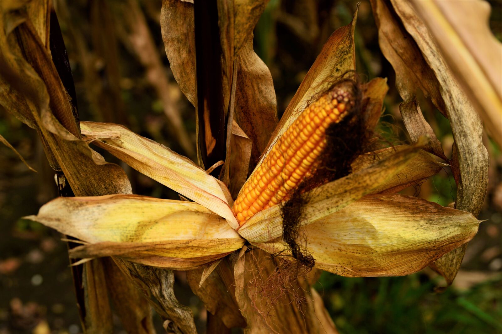 Nikon Df sample photo. Nature, corn, agriculture photography