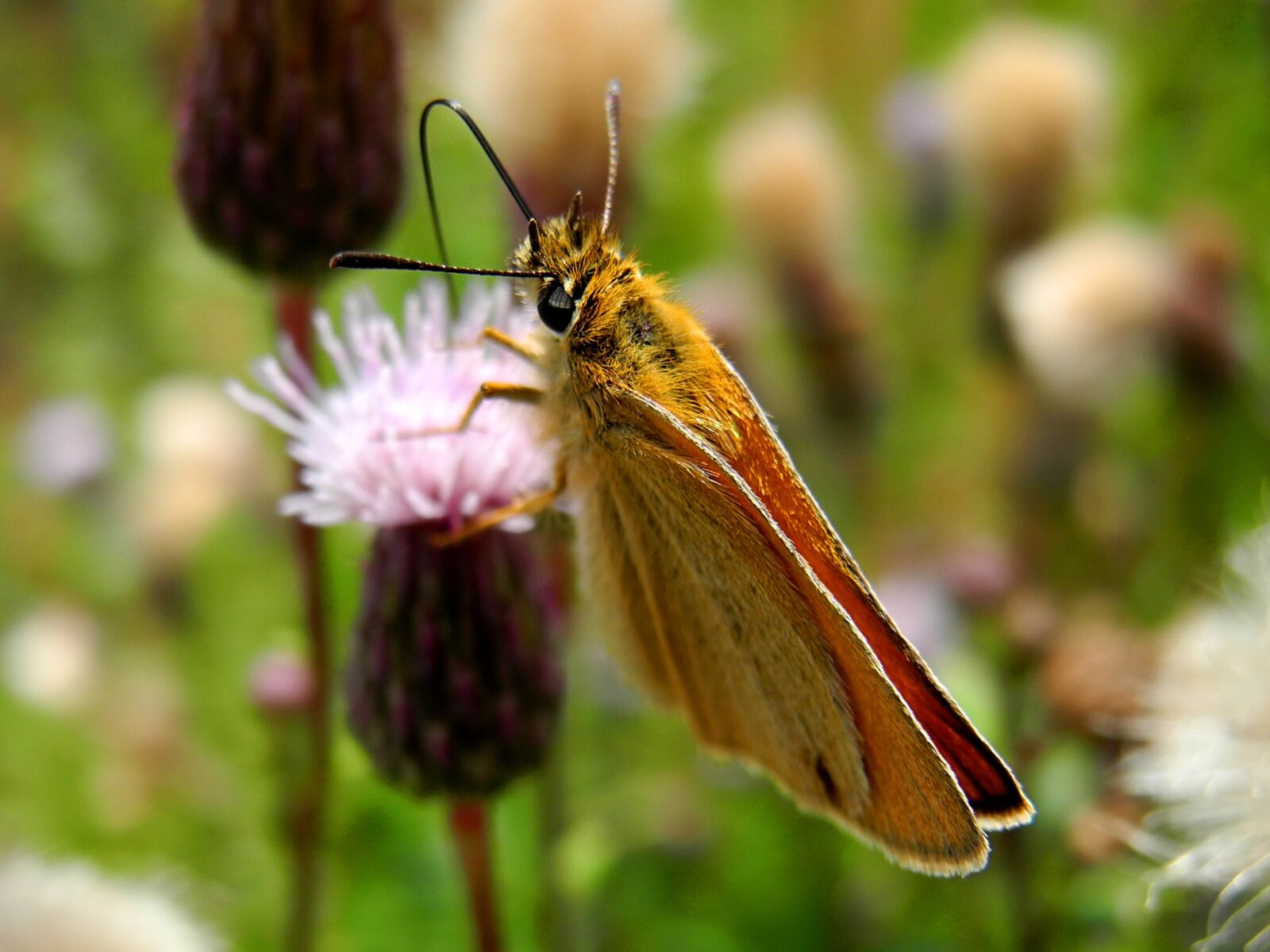 Nikon Coolpix P7000 sample photo. Butterfly, proboscis, flower photography