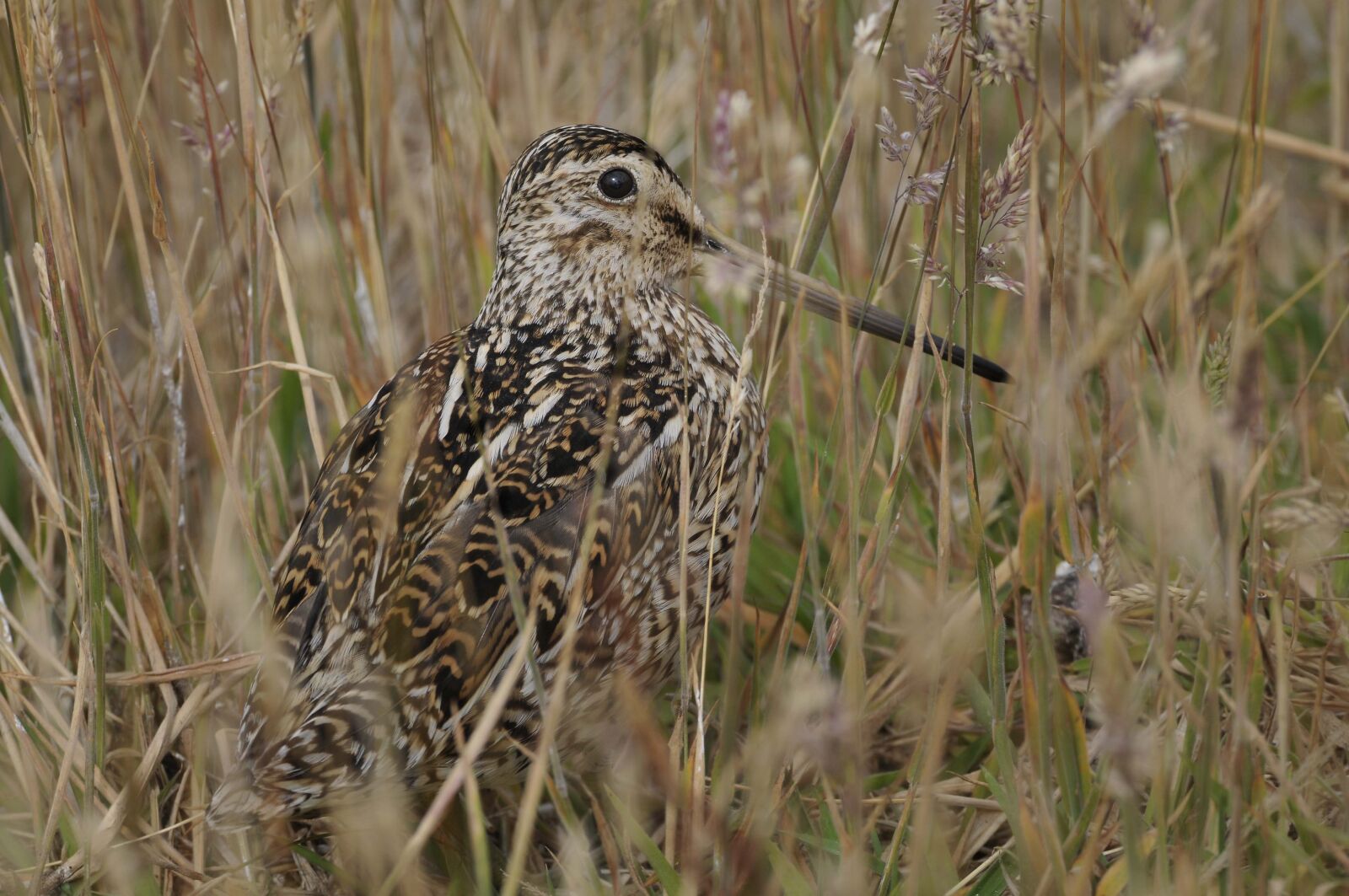 Nikon D300 sample photo. Animal world, bird, nature photography