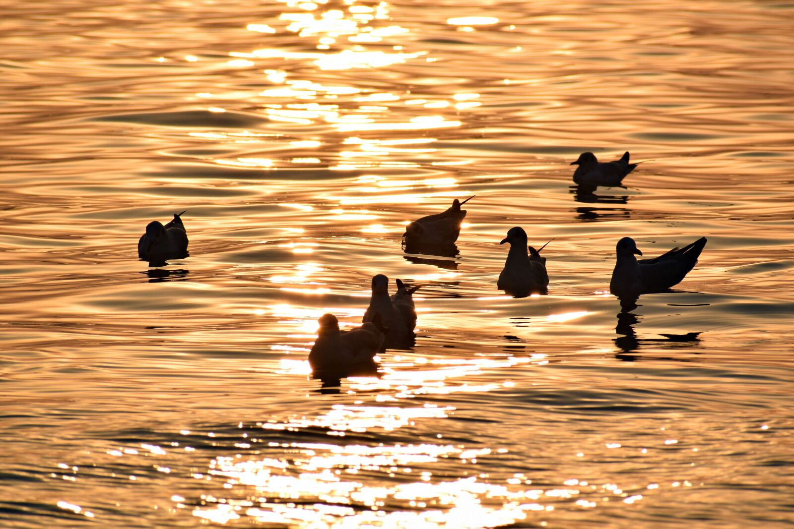 Nikon D3300 sample photo. Birds, river, sunset photography
