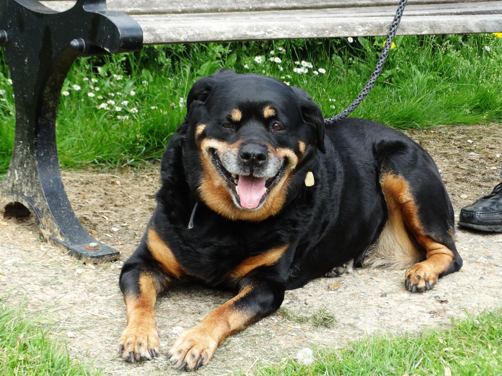 Sony Cyber-shot DSC-HX300 sample photo. Rottweiler, dog, friendly photography