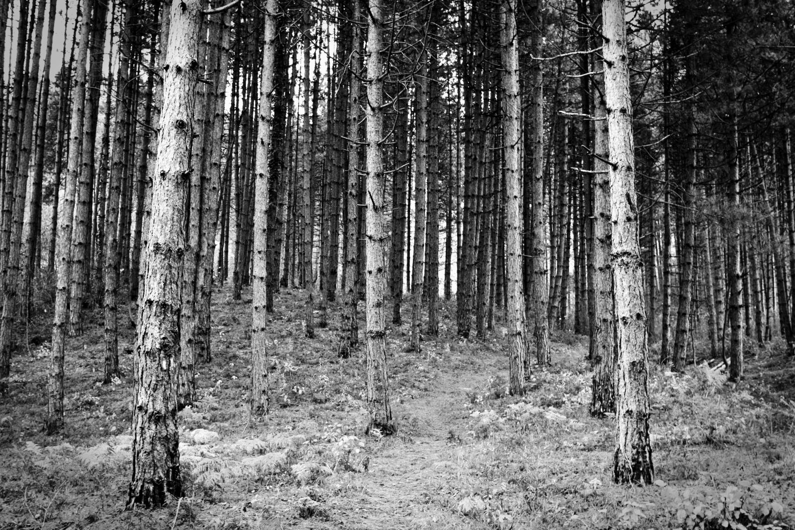 Canon EOS 1000D (EOS Digital Rebel XS / EOS Kiss F) sample photo. Woods, trees, black and photography