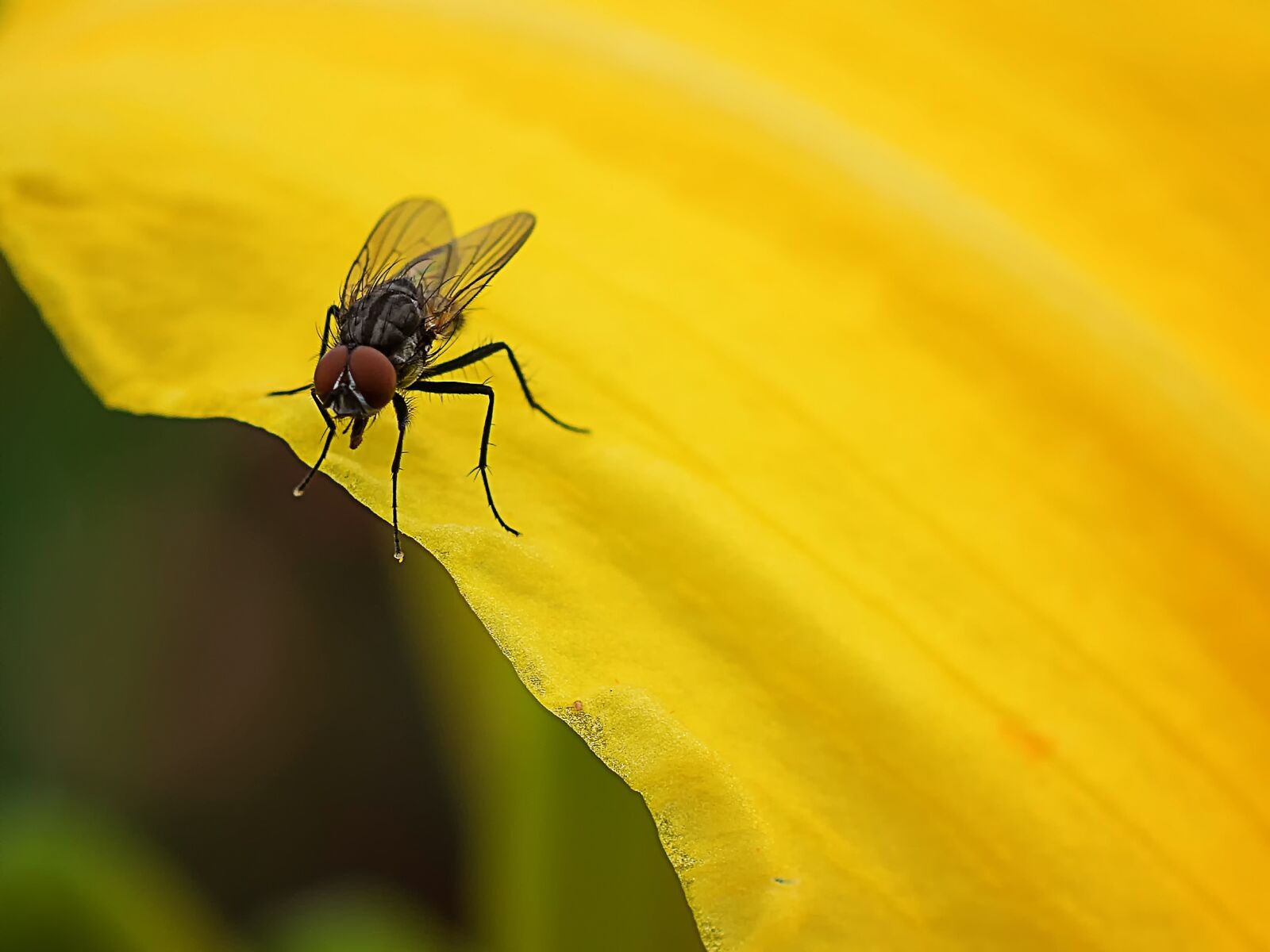 Nikon D3300 sample photo. Fly, insect, nature photography