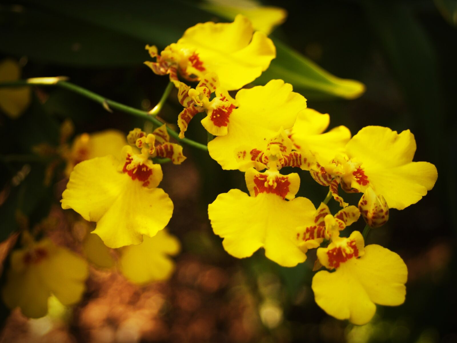 Olympus E-300 (EVOLT E-300) sample photo. Flower, orchid, tropical photography