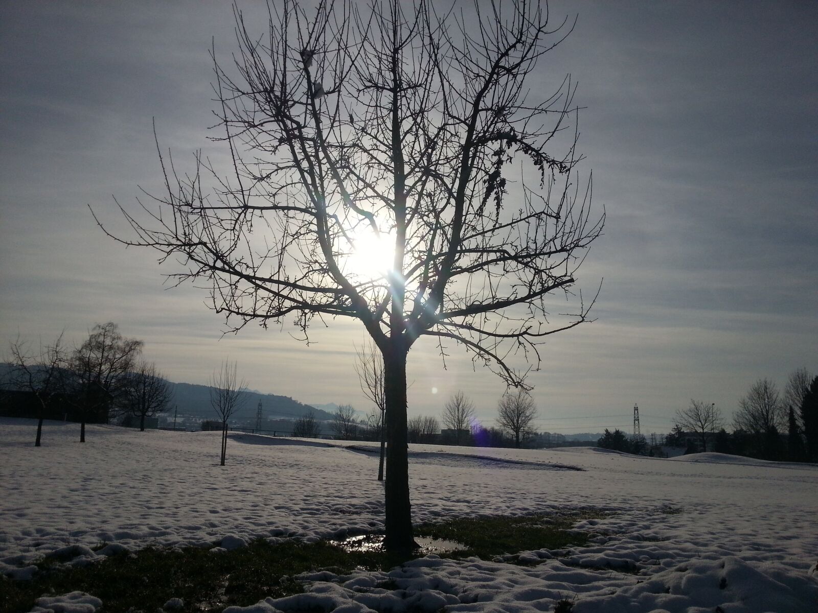 Samsung Galaxy S3 sample photo. Tree, winter picture, nature photography