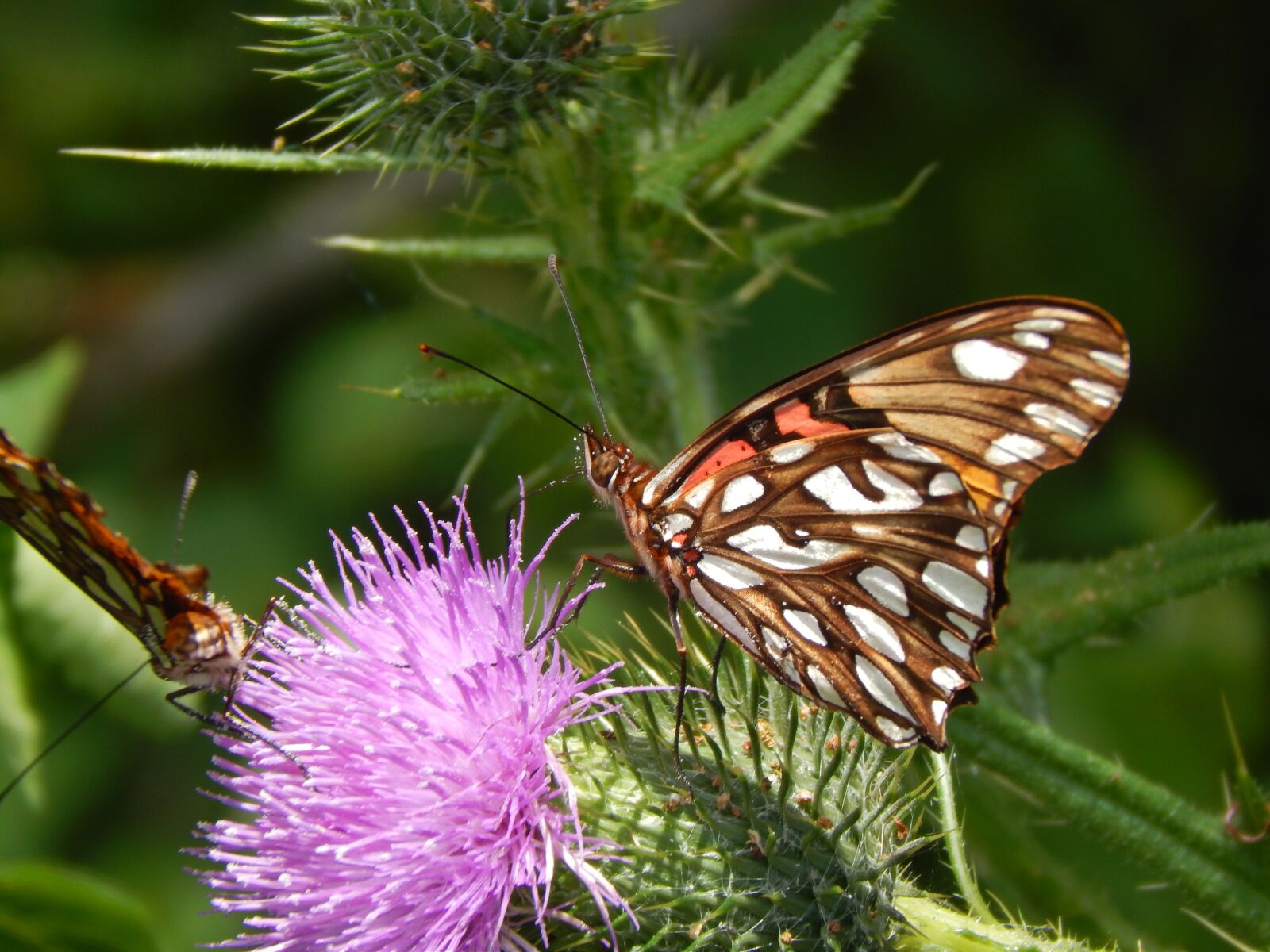 Nikon Coolpix L820 sample photo. Butterfly, sucking, wild flower photography