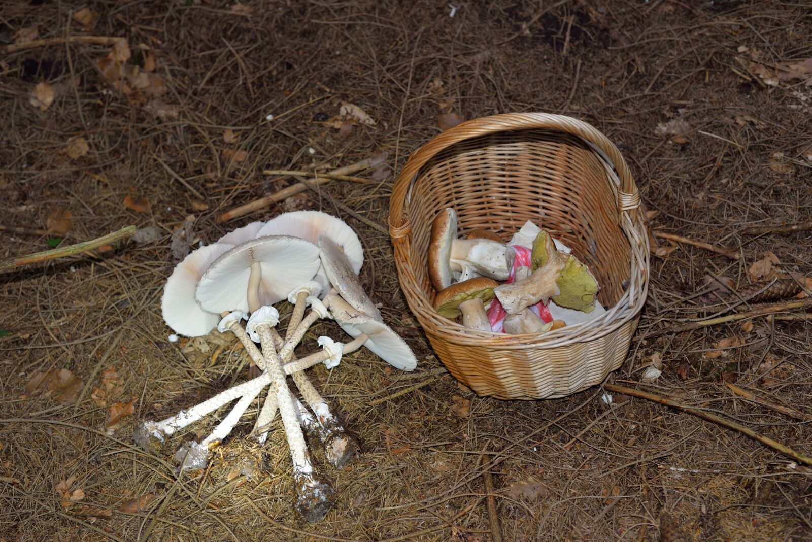 Nikon D610 sample photo. Mushrooms, mushroom, forest mushrooms photography