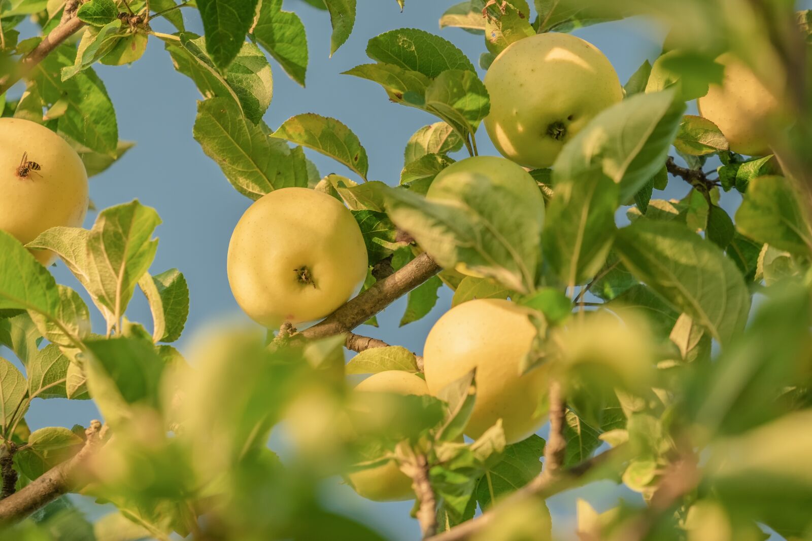 Fujifilm XF 55-200mm F3.5-4.8 R LM OIS sample photo. Apple, yellow, fruit photography