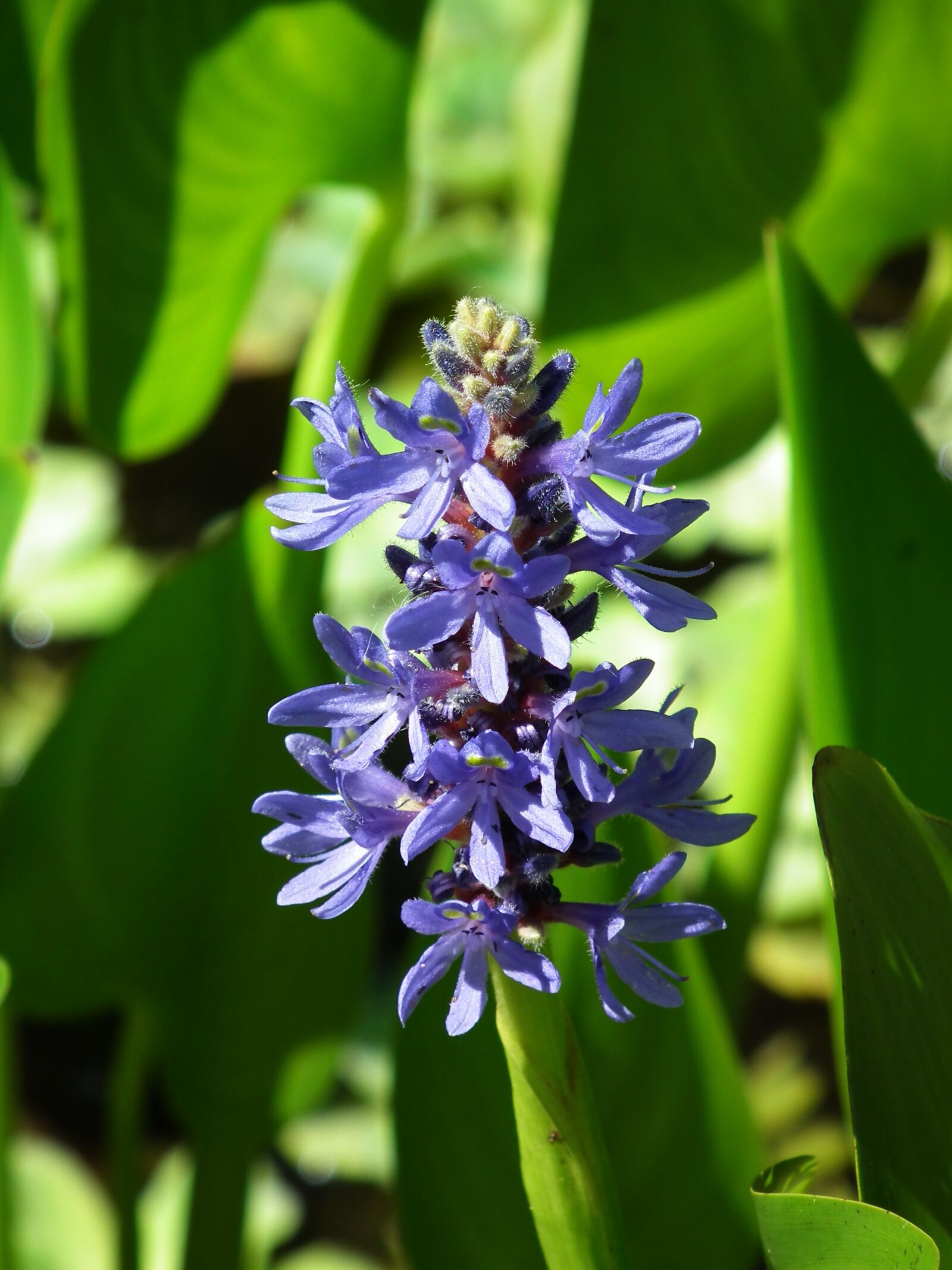 FujiFilm FinePix HS10 (FinePix HS11) sample photo. Flower, pond plant, plant photography