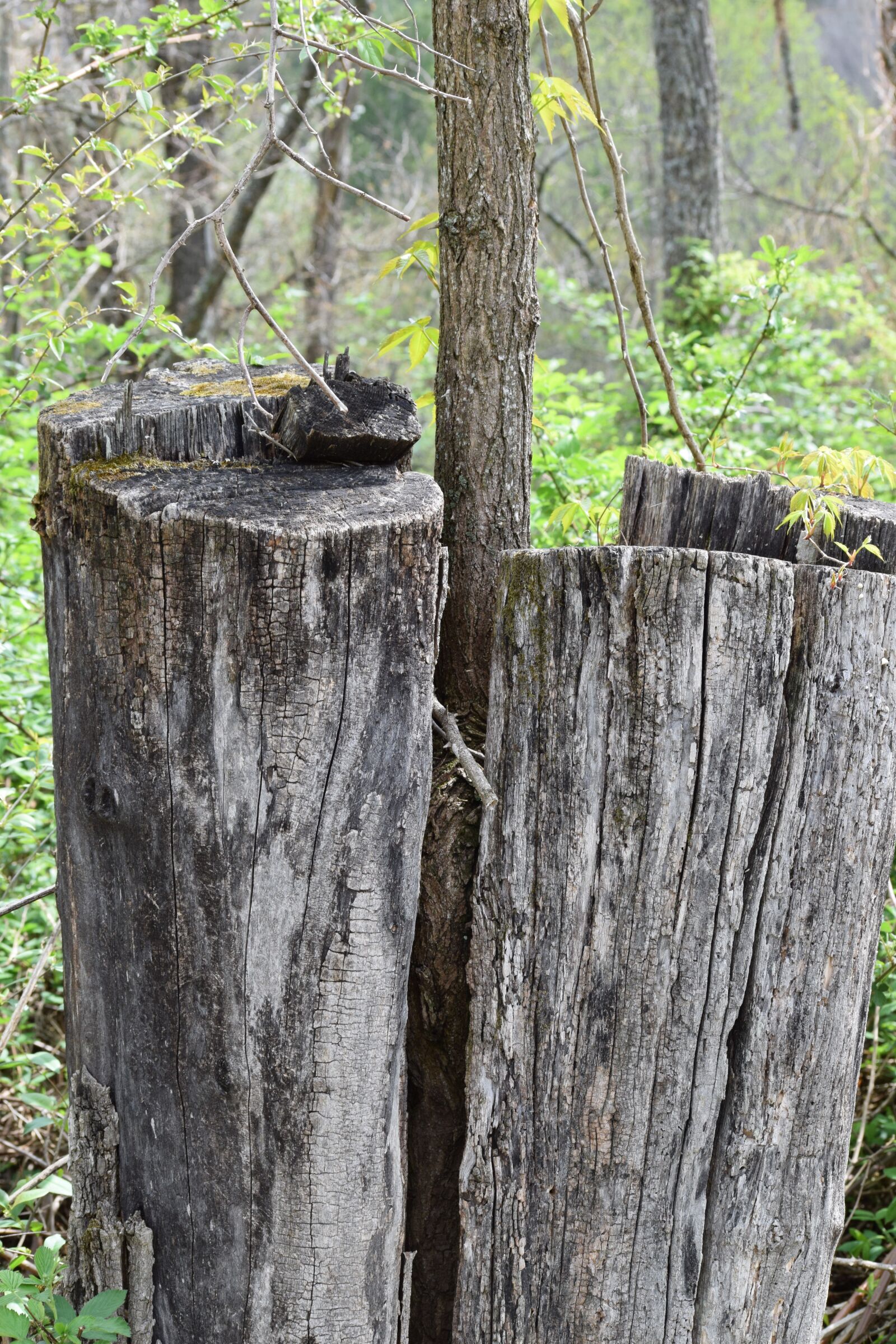 Nikon D3300 sample photo. New life, young tree photography