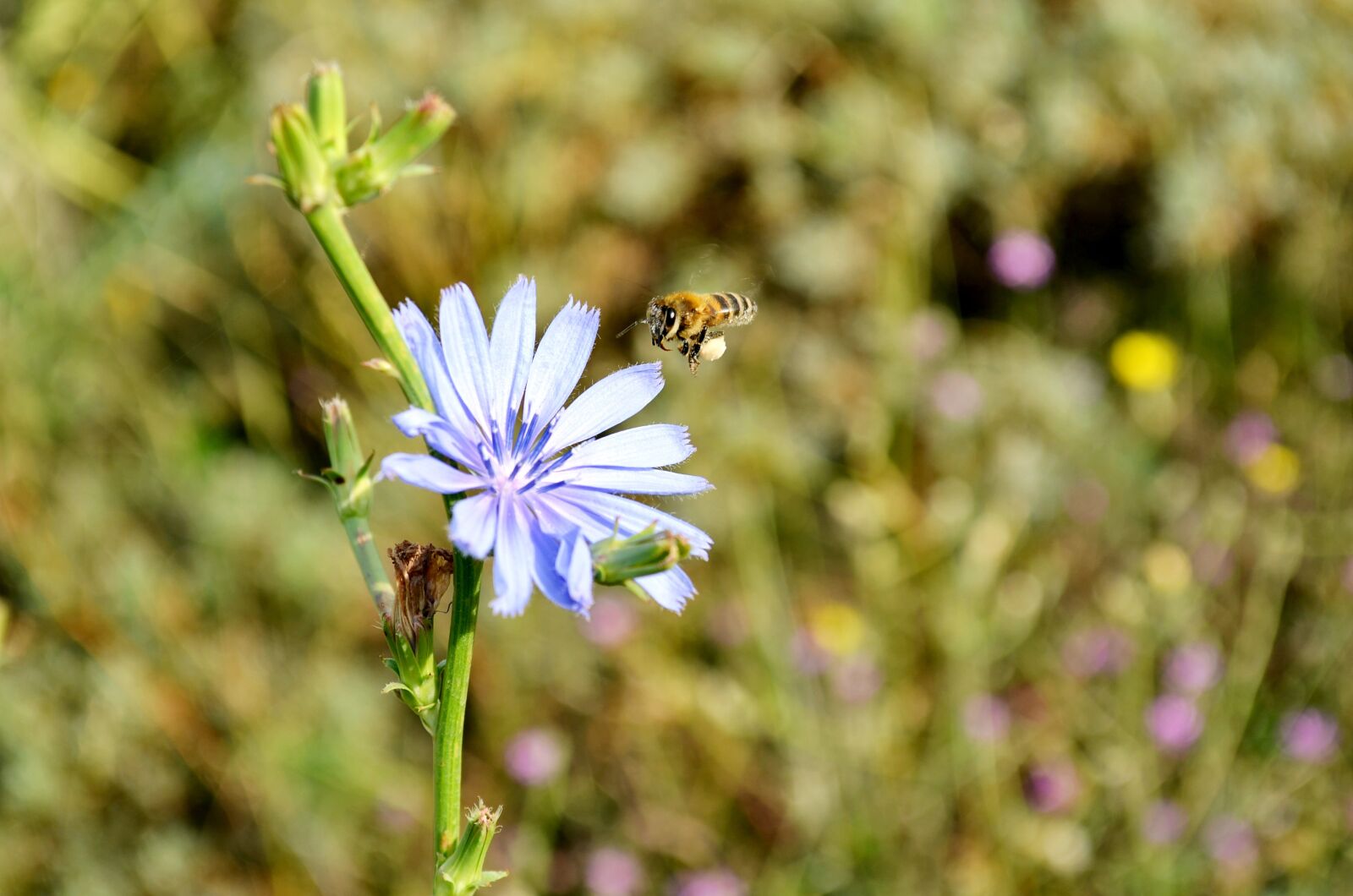 Nikon D5100 sample photo. Flower, bee, babu photography