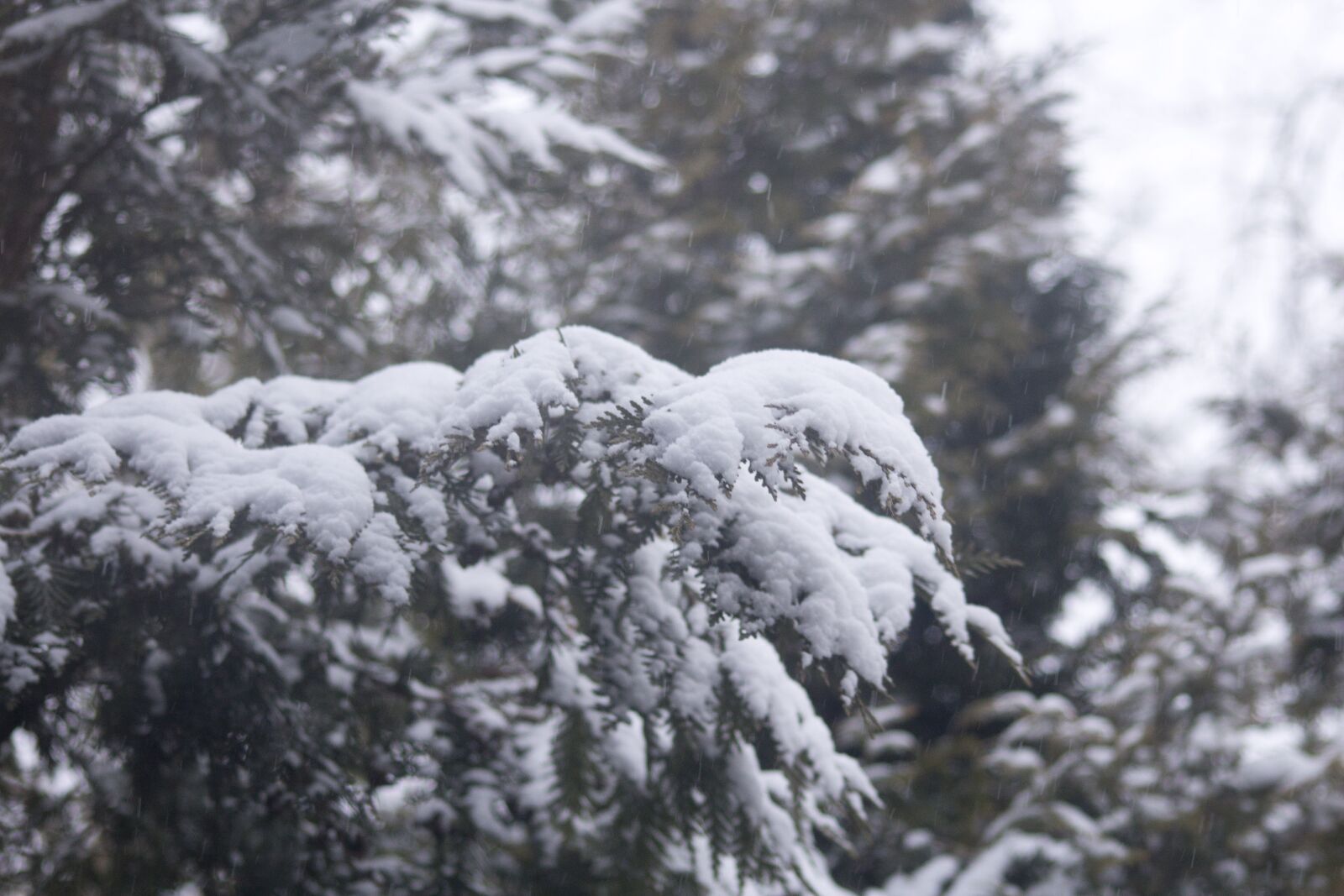 Canon EOS 600D (Rebel EOS T3i / EOS Kiss X5) sample photo. Winter, snow, covered branches photography