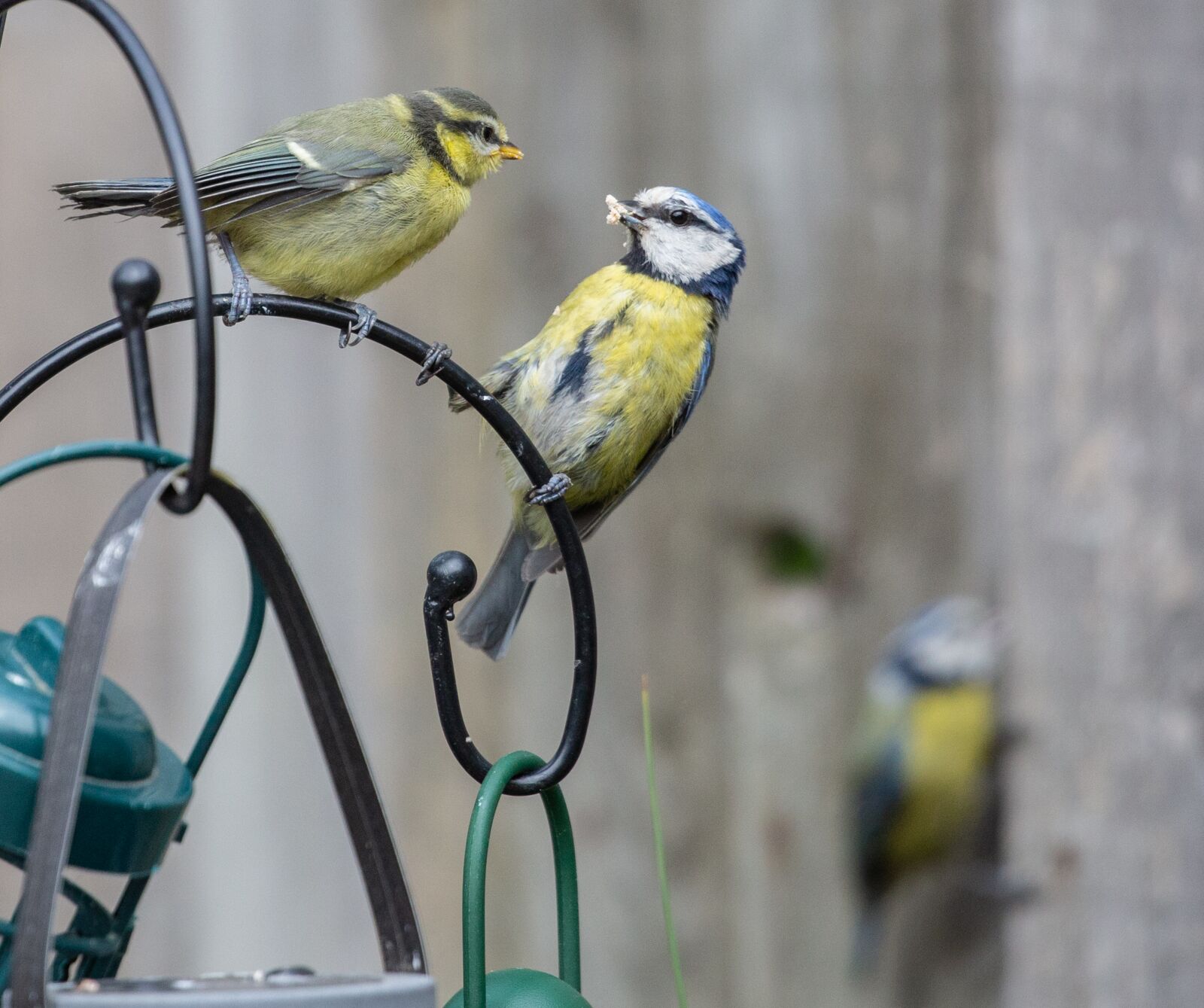Canon EOS 5D Mark III sample photo. Feeding fledgling blue tit photography