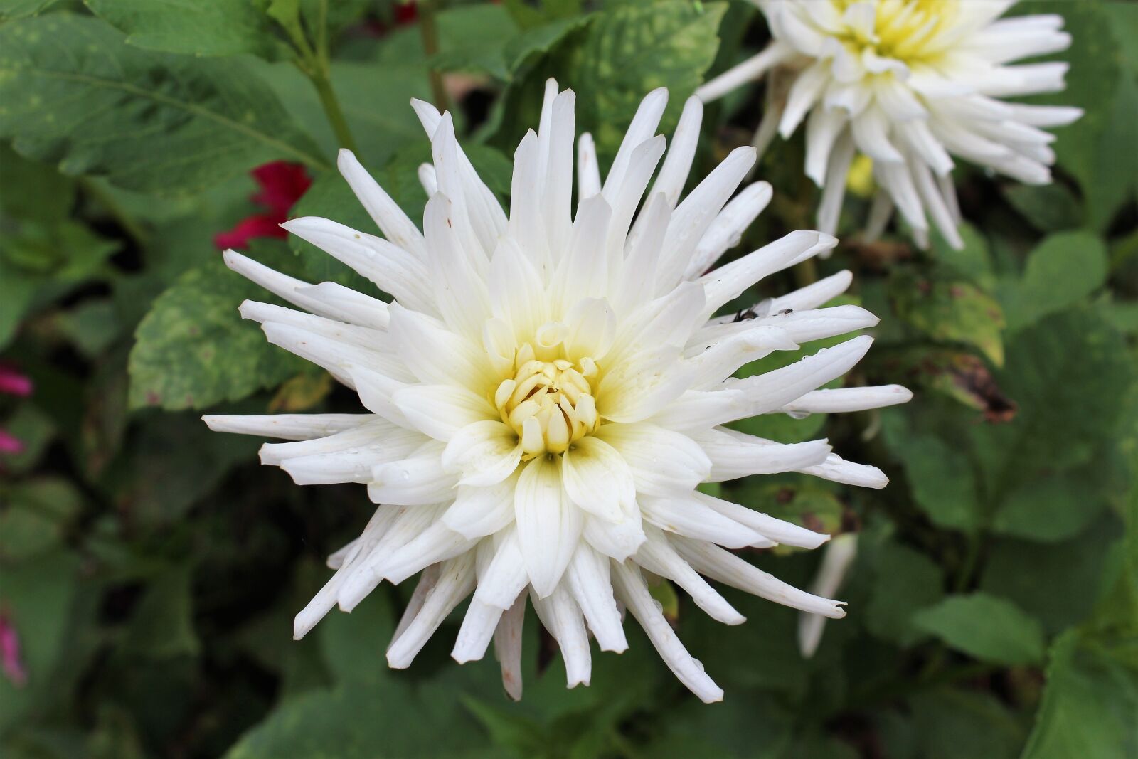 Canon EOS 600D (Rebel EOS T3i / EOS Kiss X5) sample photo. Dahlia, autumn, flower photography