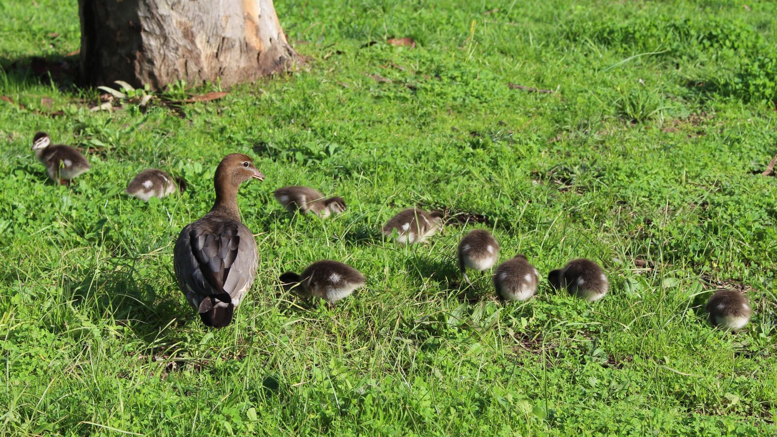 Canon EOS 700D (EOS Rebel T5i / EOS Kiss X7i) sample photo. Australian wood ducks, hen photography