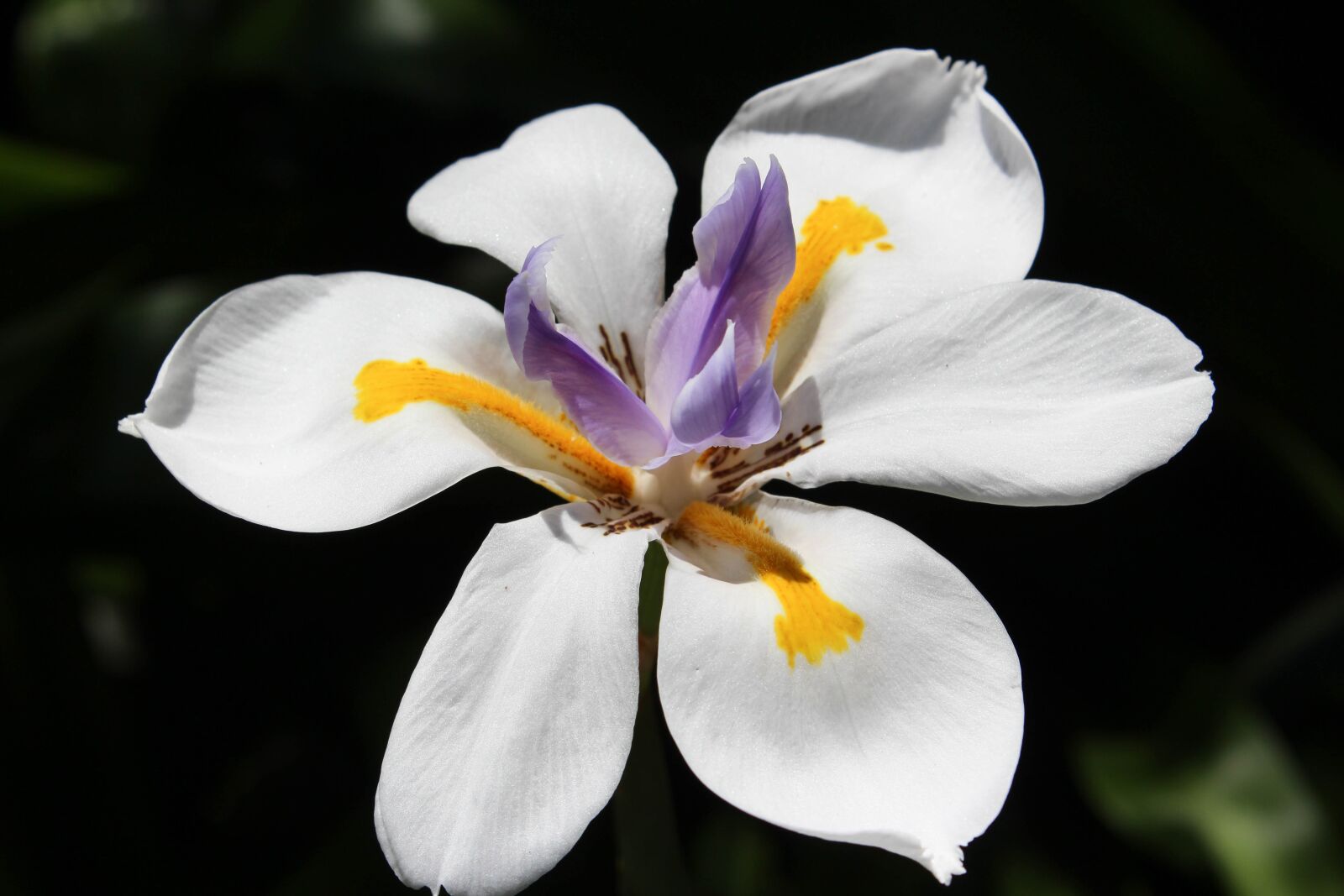 Canon EOS 600D (Rebel EOS T3i / EOS Kiss X5) sample photo. White flower, bloom, nature photography