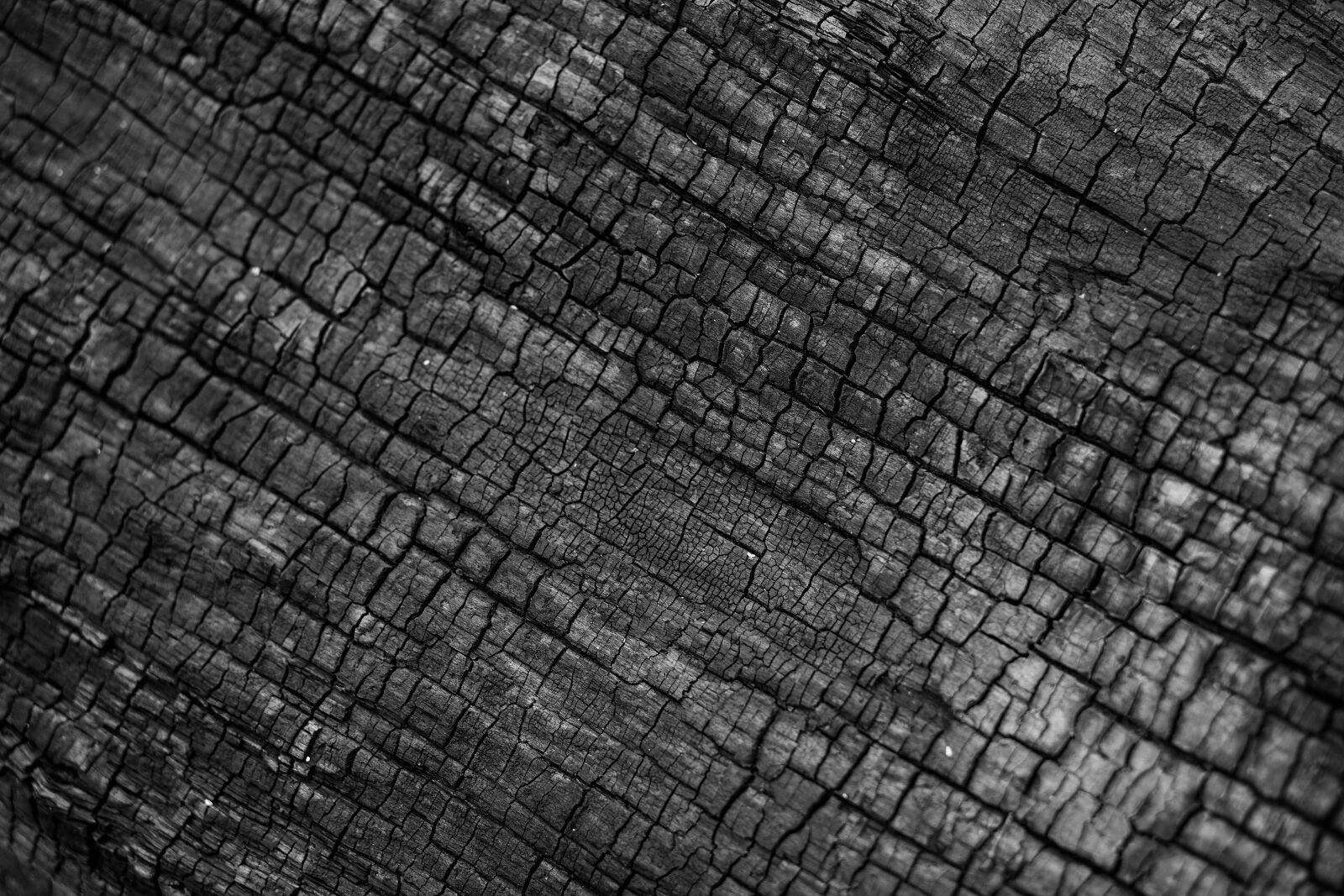 Canon EF 85mm F1.8 USM sample photo. Nature, ash, ashes photography