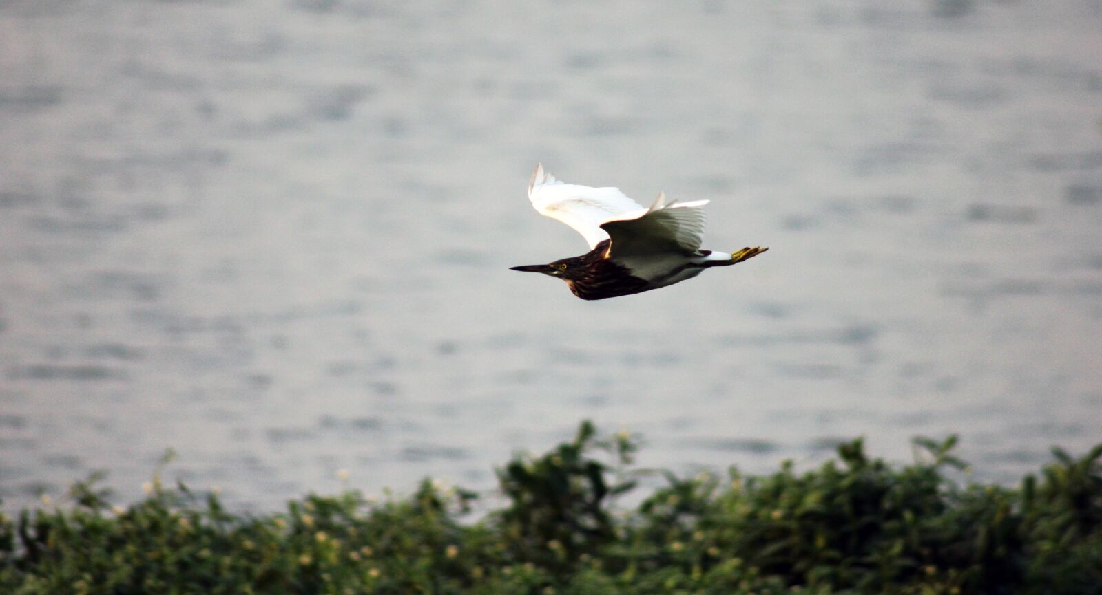 Canon EOS 550D (EOS Rebel T2i / EOS Kiss X4) sample photo. Bird, flight, motion photography