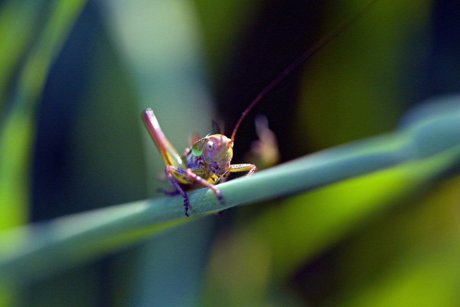 Canon EOS 50D sample photo. Green, purple, grass, hopper photography