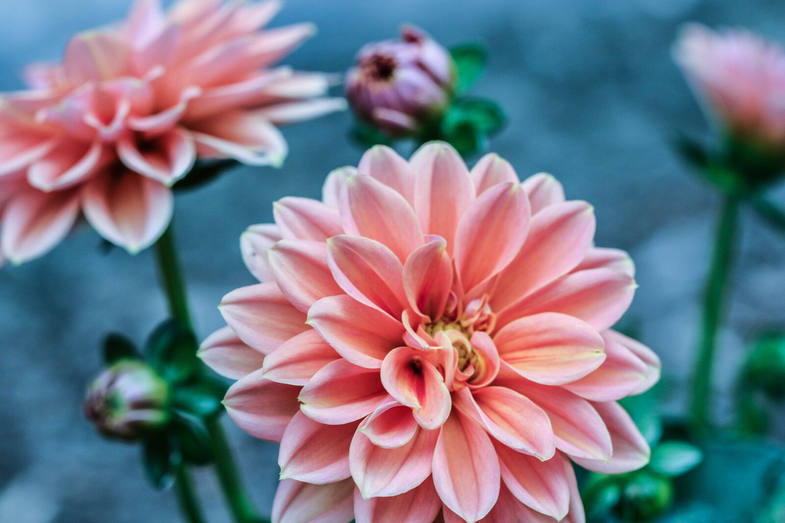 Canon EOS 7D Mark II sample photo. Flower, summer flower, pink photography