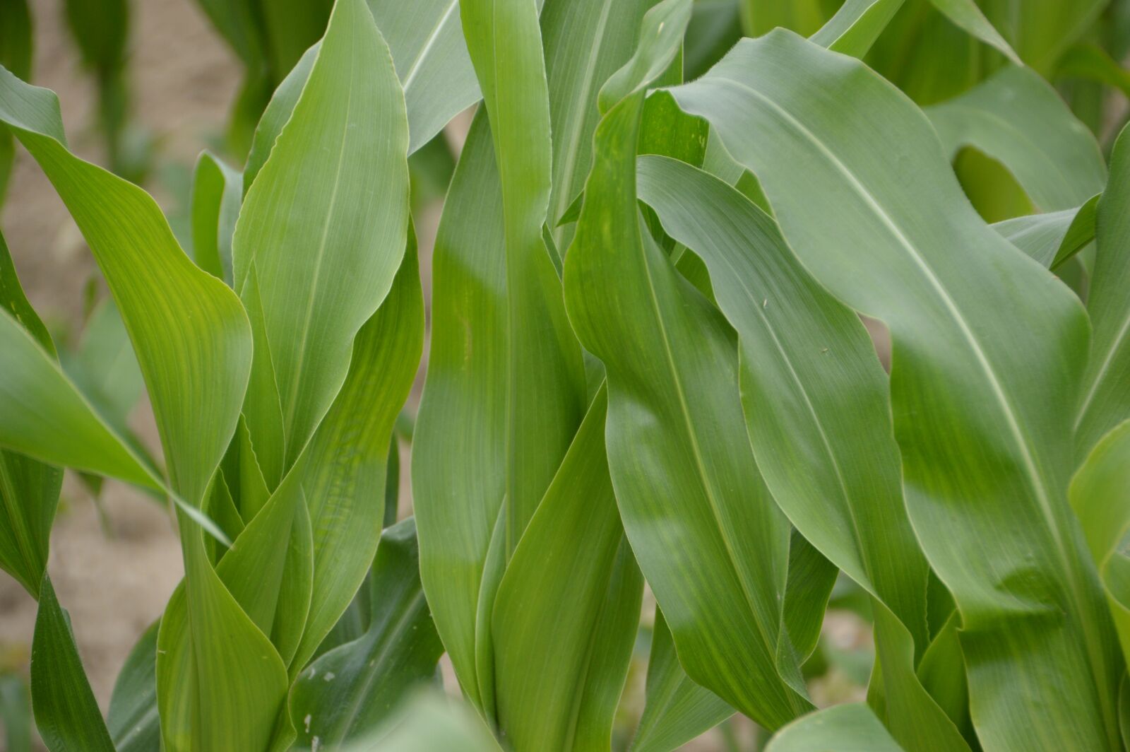 Nikon D3200 sample photo. Corn, corn field, culture photography
