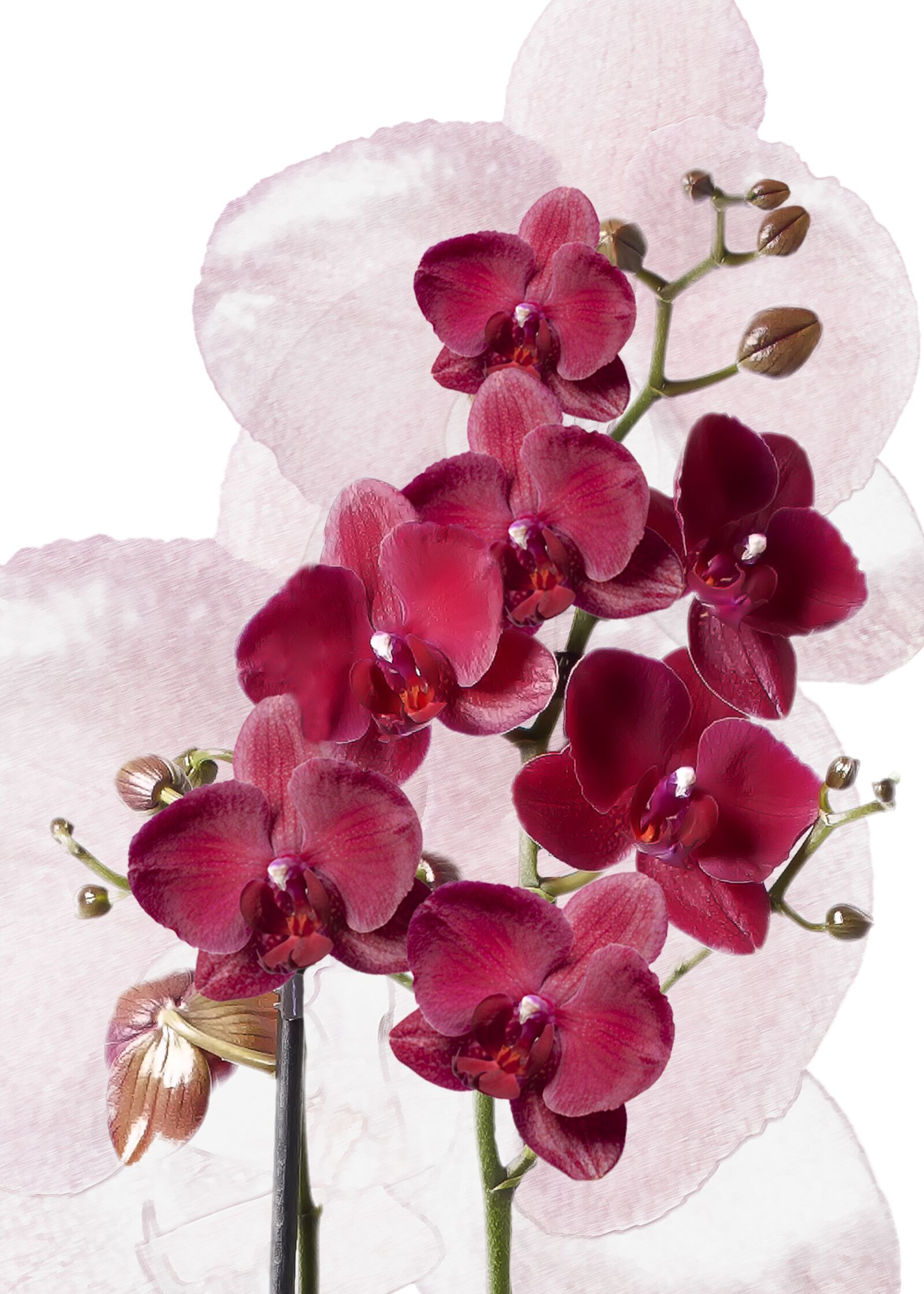 Canon EOS 1000D (EOS Digital Rebel XS / EOS Kiss F) sample photo. Phalaenopsis, orchids, burgundy photography