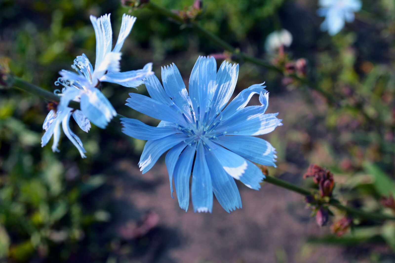 Nikon D5200 sample photo. Chicory, flowers, field photography