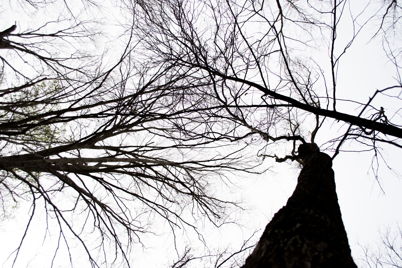 Nikon D3100 sample photo. Trees, line, tree photography