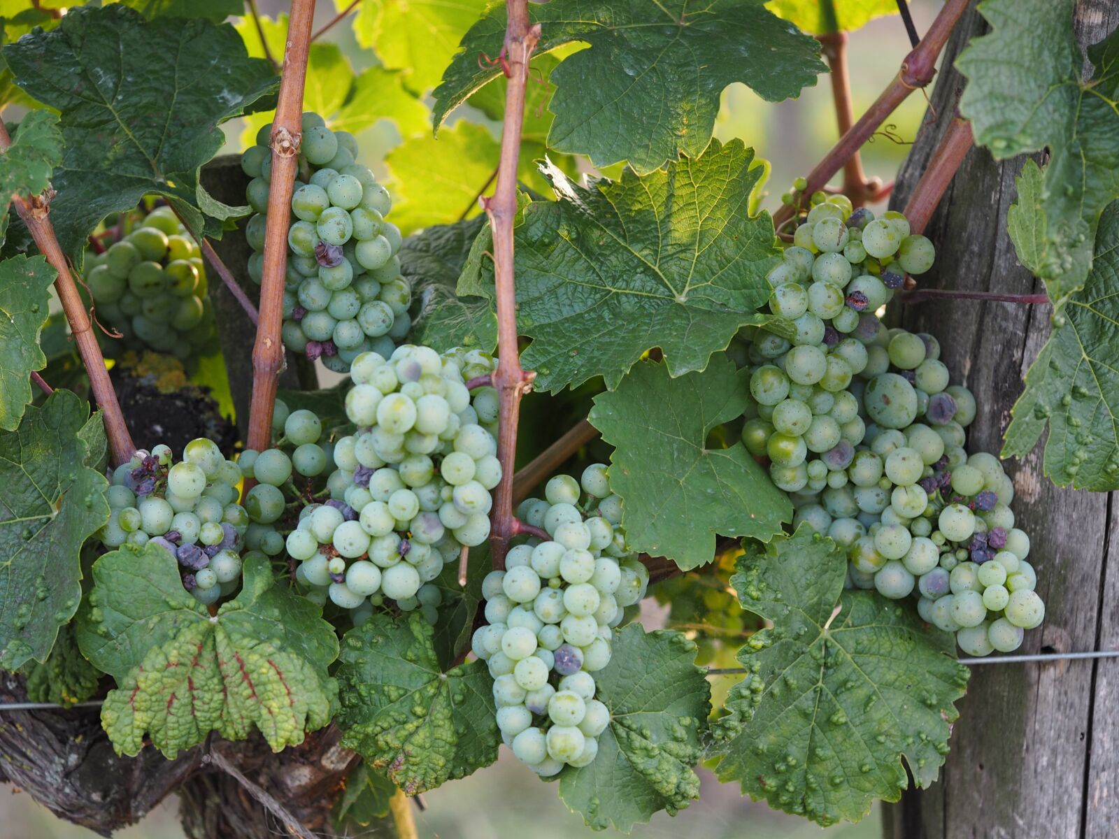 Olympus M.Zuiko Digital ED 60mm F2.8 Macro sample photo. Grape, wine, bio photography
