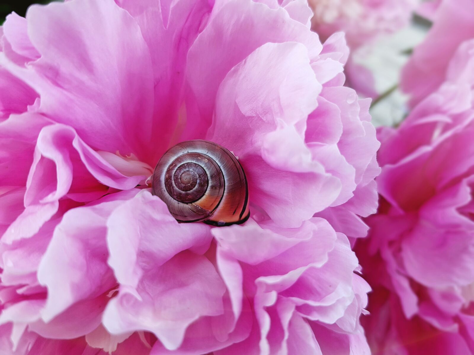 Samsung Galaxy S7 sample photo. Shell, snail, animal photography