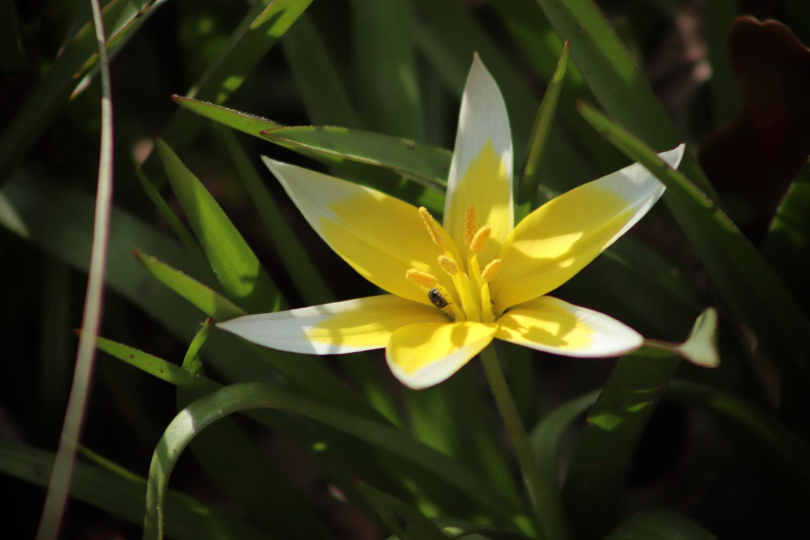 Canon EOS 800D (EOS Rebel T7i / EOS Kiss X9i) sample photo. Wild tulip, late wild photography